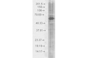 Western blot analysis of Human HeLa cell lysates showing detection of HSP70 protein using Chicken Anti-HSP70 Polyclonal Antibody . (HSP70 Antikörper  (Atto 488))
