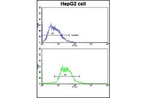 Flow Cytometric analysis of HepG2 cells using Glucagon Antibody (N-term) Cat. (Glucagon Antikörper  (N-Term))