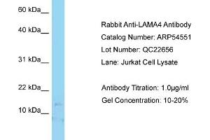 Western Blotting (WB) image for anti-Laminin, alpha 4 (LAMa4) (C-Term) antibody (ABIN2785769)