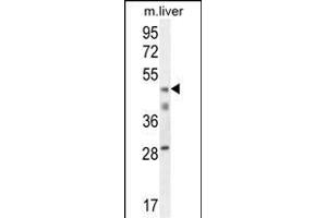 H2AFY2 Antibody (N-term) (ABIN654683 and ABIN2844376) western blot analysis in mouse liver tissue lysates (35 μg/lane).