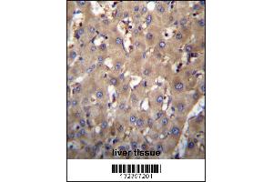 SEC63 Antibody immunohistochemistry analysis in formalin fixed and paraffin embedded human liver tissue followed by peroxidase conjugation of the secondary antibody and DAB staining. (SEC63 Antikörper  (N-Term))
