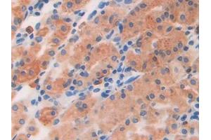 DAB staining on IHC-P; Samples: Human Stomach Tissue (BNP Antikörper  (AA 27-134))