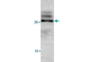 Western blot under reducing conditions on Olfactory cell line (Odora) lysate using rabbit ATG4C polyclonal antibody  at a dilution of 1 : 100. (ATG4C Antikörper  (C-Term))