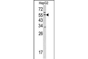 Western blot analysis of TMPRSS2 antibody in HepG2 cell line lysates (35ug/lane)