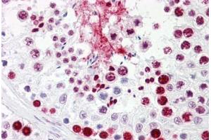 Anti-HNRNPL / hnRNP L antibody IHC staining of human testis. (HNRNPL Antikörper  (AA 61-110))