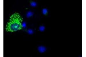 Immunofluorescence (IF) image for anti-Cytochrome C Oxidase Subunit VIa Polypeptide 1 (COX6A1) antibody (ABIN1497580) (COX6A1 Antikörper)