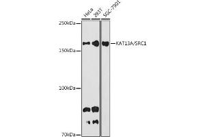 NCOA1 antibody