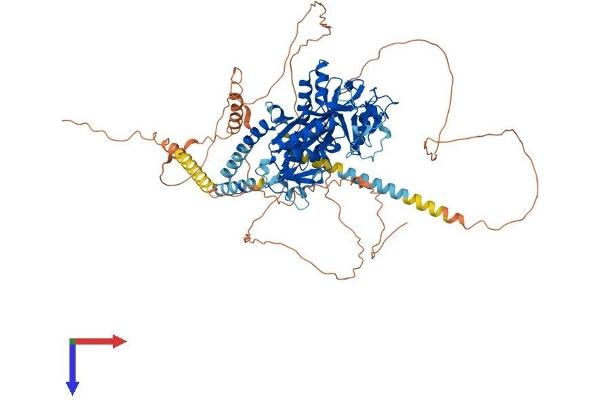 TTLL6 Protein (AA 1-822) (His tag)