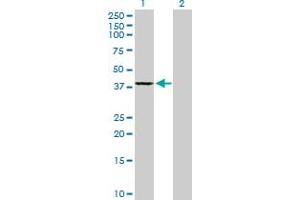 Western Blot analysis of GMPR2 expression in transfected 293T cell line by GMPR2 MaxPab polyclonal antibody. (GMPR2 Antikörper  (AA 1-348))
