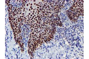 Image no. 6 for anti-WW Domain Containing Transcription Regulator 1 (WWTR1) antibody (ABIN1501763) (WWTR1 Antikörper)