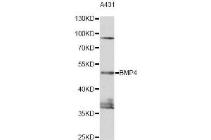 Western blot analysis of extracts of A431 cells, using BMP4 antibody (ABIN1871316) at 1:1000 dilution. (BMP4 Antikörper)