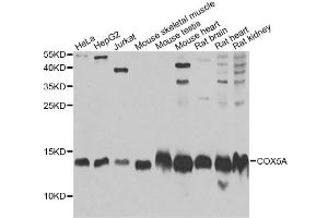 Western blot analysis of extracts of various cell lines, using COX5A Antibody. (COX5A Antikörper)