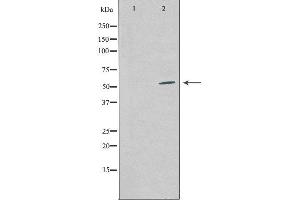 Western blot analysis of extracts from COS-7 cells using COPS2 antibody. (COPS2 Antikörper  (Internal Region))