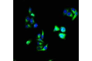 Immunofluorescence (IF) image for anti-Annexin A1 (ANXA1) (AA 5-346) antibody (ABIN7144255)