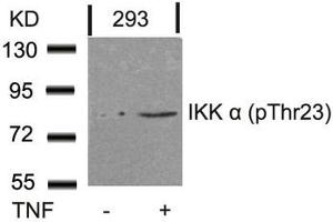 Western blot analysis of extracts from 293 cells untreated or treated with TNF using IKK a(Phospho-Thr23) Antibody. (IKK alpha Antikörper  (pThr23))