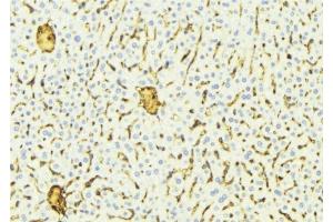 ABIN6275819 at 1/100 staining Mouse liver tissue by IHC-P. (CYP2A7 Antikörper)