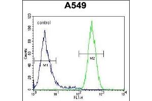 NGRN Antibody (C-term) (ABIN654592 and ABIN2844291) flow cytometric analysis of A549 cells (right histogram) compared to a negative control cell (left histogram). (NGRN Antikörper  (C-Term))