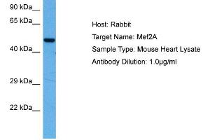 Host:  Mouse  Target Name:  MEF2A  Sample Tissue:  Mouse Heart  Antibody Dilution:  1ug/ml (MEF2A Antikörper  (N-Term))