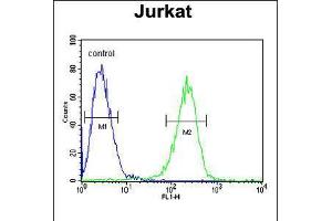 Flow cytometric analysis of Jurkat cells (right histogram) compared to a negative control cell (left histogram). (HADHB Antikörper  (C-Term))