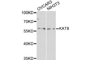 Western blot analysis of extracts of various cell lines, using KAT8 antibody (ABIN1873359) at 1:3000 dilution. (MYST1 Antikörper)