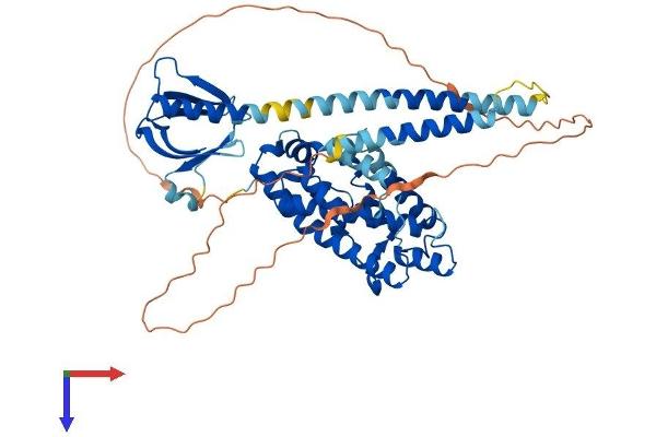 PLEKHA8 Protein (AA 1-519) (His tag)