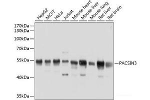Western blot analysis of extracts of various cell lines using PACSIN3 Polyclonal Antibody at dilution of 1:1000.