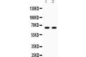Western blot testing of Parkin antibody and Lane 1:  U87;  2: mouse brain lysate. (Parkin Antikörper  (AA 23-416))
