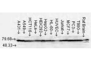 Western Blot analysis of Human Cell lysates showing detection of Hsp70 protein using Mouse Anti-Hsp70 Monoclonal Antibody, Clone N27 . (HSP70/HSC70 Antikörper  (Atto 594))