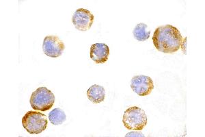 Immunohistochemistry (IHC) image for anti-Toll-Like Receptor 3 (TLR3) (C-Term) antibody (ABIN1030743) (TLR3 Antikörper  (C-Term))