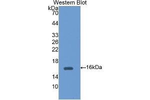 Western Blotting (WB) image for anti-Diazepam Binding Inhibitor (DBI) (AA 1-104) antibody (ABIN1176159)