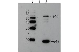 Western Blotting (WB) image for anti-Human Immunodeficiency Virus 1 Matrix (HIV-1 p17) (full length) antibody (ABIN2452017) (HIV-1 p17 Antikörper  (full length))