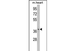 Western blot analysis of FBP2 Antibody (C-term) (ABIN390689 and ABIN2840979) in mouse heart tissue lysates (35 μg/lane). (FBP2 Antikörper  (C-Term))