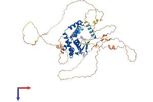 NFIC Protein (AA 1-508) (His tag)