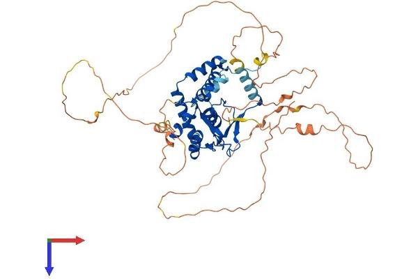 NFIC Protein (AA 1-508) (His tag)