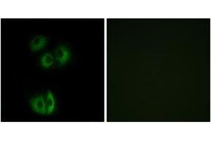 Immunofluorescence analysis of A549 cells, using CELSR3 Antibody. (CELSR3 Antikörper  (AA 3195-3244))
