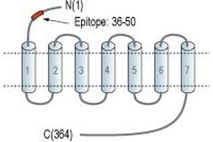 Representative domain view of the target of ABIN7885121.