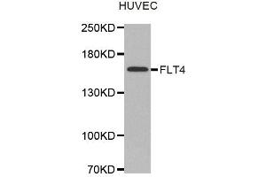 Western Blotting (WB) image for anti-Fms-Related Tyrosine Kinase 4 (FLT4) antibody (ABIN1876806) (FLT4 Antikörper)