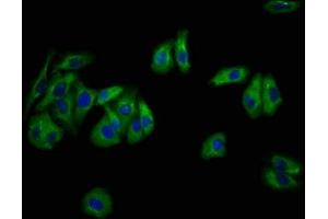 Immunofluorescence staining of HepG2 cells with ABIN7169579 at 1:133, counter-stained with DAPI. (Sialidase 4 Antikörper  (AA 225-377))