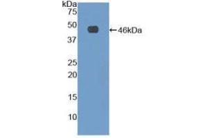 Western blot analysis of recombinant Human FBN1. (Fibrillin 1 Antikörper  (AA 81-236))