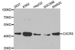 Western blot analysis of extracts of various cell lines, using CXCR3 antibody. (CXCR3 Antikörper)