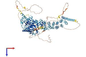 SCYL2 Protein (AA 1-929) (His tag)