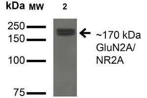 Western Blot analysis of Monkey COS cells transfected with GFP-tagged NR2A showing detection of ~170 kDa GluN2A/NR2A protein using Mouse Anti-GluN2A/NR2A Monoclonal Antibody, Clone S327A-38 . (NMDAR2A Antikörper  (AA 75-325) (APC))