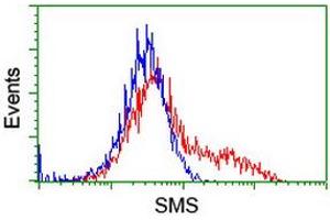 Flow Cytometry (FACS) image for anti-Spermine Synthase, SMS (SMS) antibody (ABIN1501095) (SMS Antikörper)