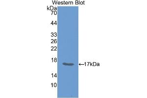 Western Blotting (WB) image for anti-Growth Differentiation Factor 15 (GDF15) (AA 193-296) antibody (ABIN1175411) (GDF15 Antikörper  (AA 193-296))