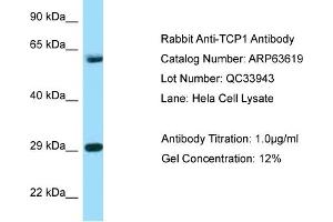 Western Blotting (WB) image for anti-T-Complex 1 (TCP1) (C-Term) antibody (ABIN2789569)