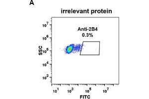 Recombinant 2B4 anticorps  (AA 22-221)