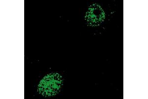 Immunofluorescence (IF) image for anti-Nuclear Receptor Subfamily 1, Group H, Member 4 (NR1H4) (AA 4-24), (Isoform 2) antibody (ABIN2703588)