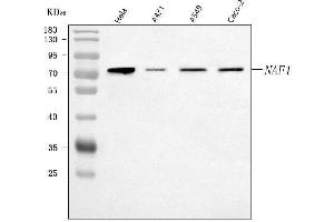 anti-Nuclear ssembly factor 1 ribonucleoprotein (NAF1) (AA 173-340) antibody