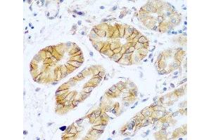 Immunohistochemistry of paraffin-embedded Human stomach using NCAM1 / CD56 Polyclonal Antibody at dilution of 1:100 (40x lens). (CD56 Antikörper)