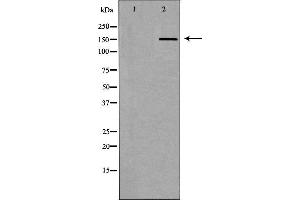 Western blot analysis of extracts of Mouse heart tissue lysate, using ABCC5antibody. (ABCC5 Antikörper  (N-Term))